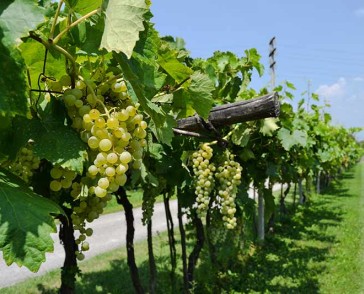 gallery-campagna-0