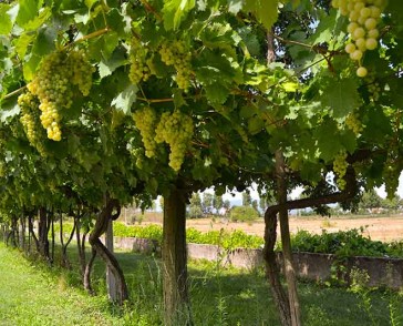 gallery-campagna-4