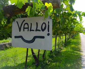gallery-campagna-6